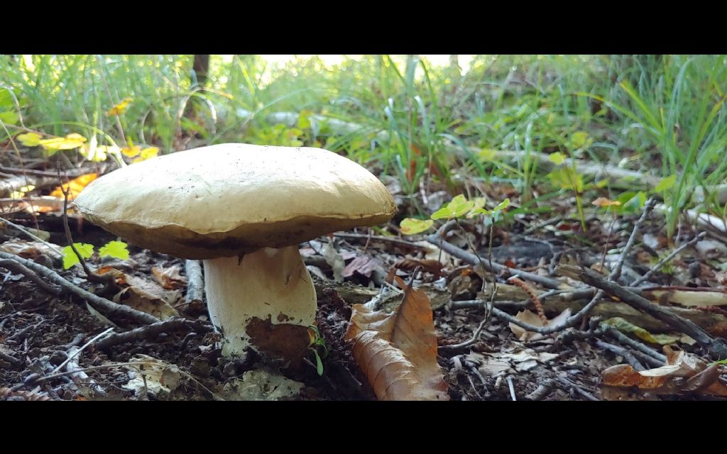 B. aestivalis decolorato?
