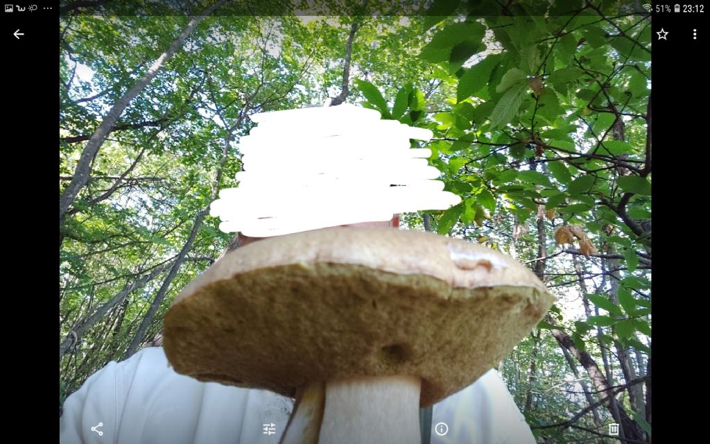 B. aestivalis decolorato?