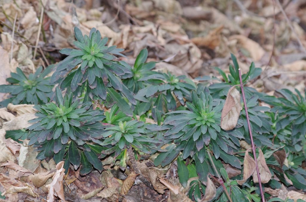 erbacea da determinare: Euphorbia cfr. amygdaloides