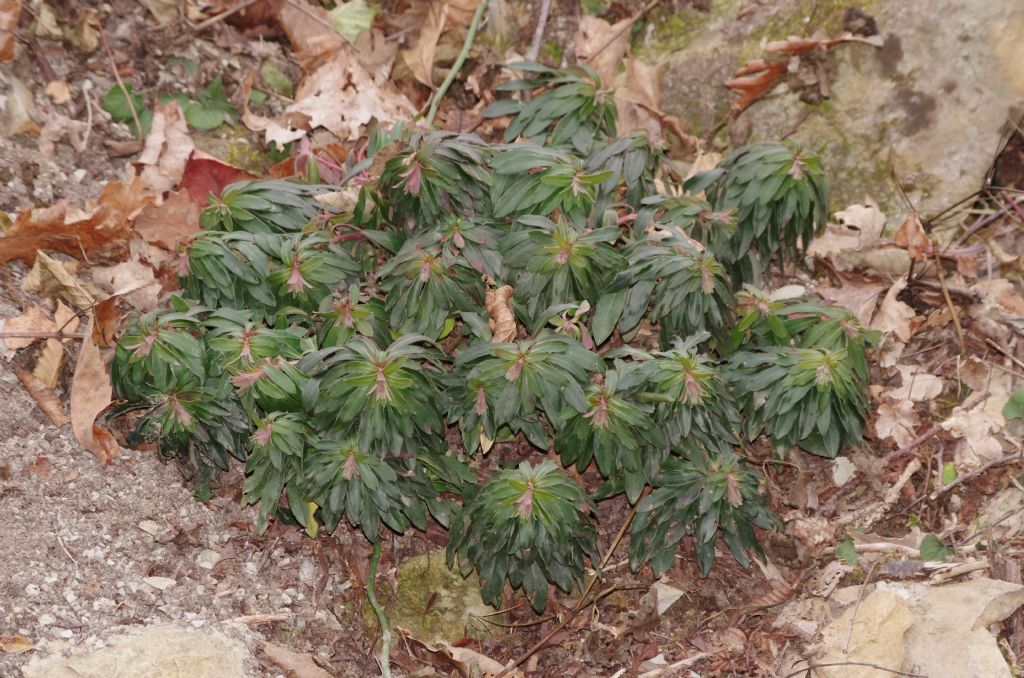 erbacea da determinare: Euphorbia cfr. amygdaloides