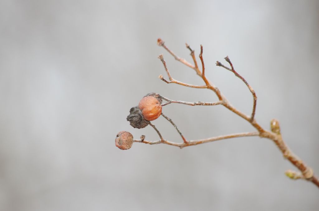 pianta con piccoli frutti - Sorbus torminalis