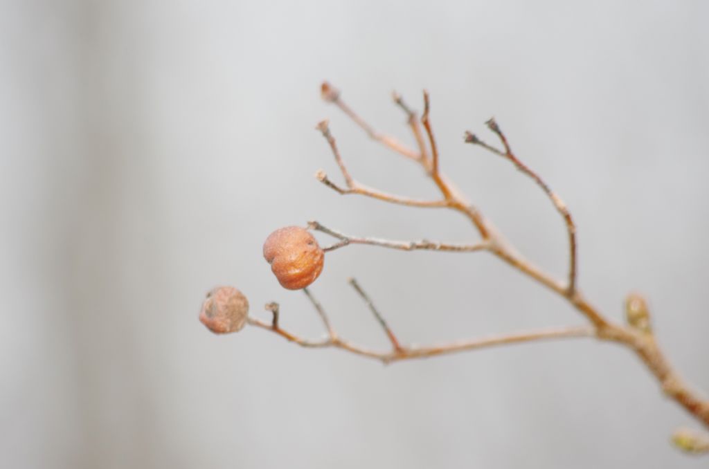 pianta con piccoli frutti - Sorbus torminalis