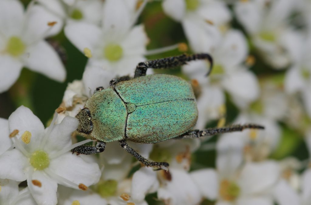 Rutelidae: Hoplia argentea