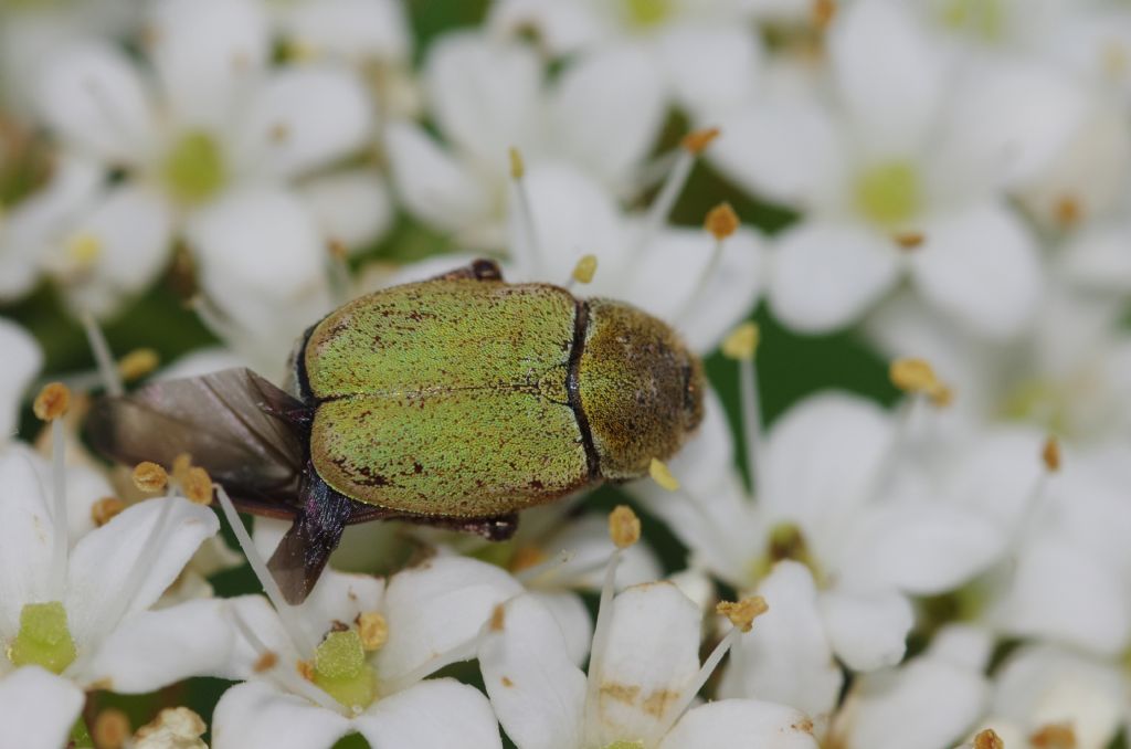 Rutelidae: Hoplia argentea