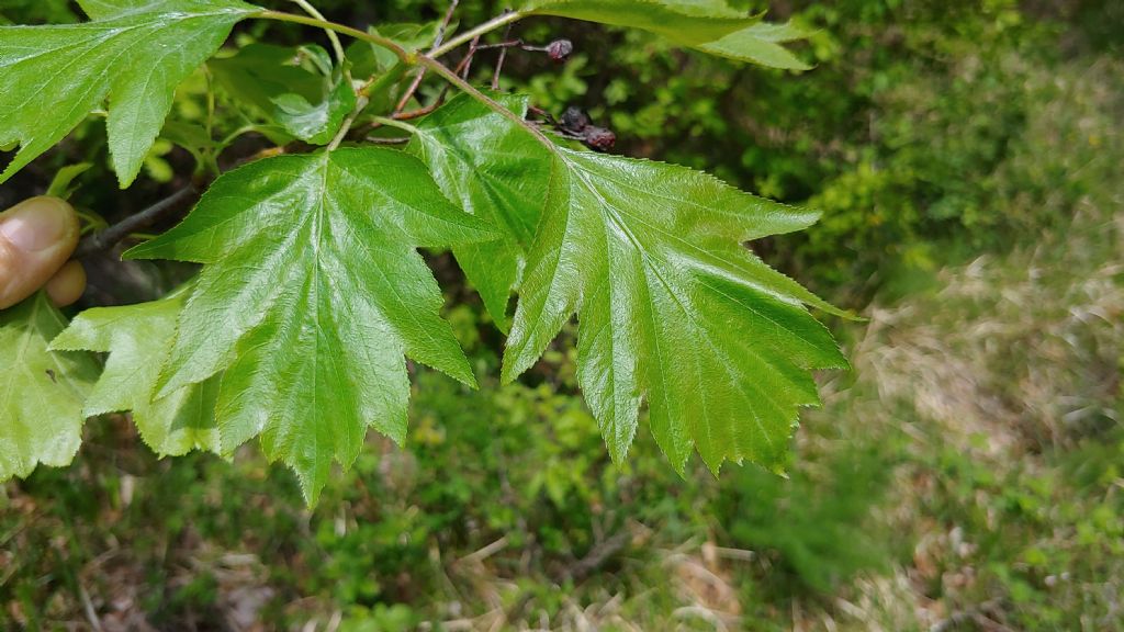 pianta con piccoli frutti - Sorbus torminalis