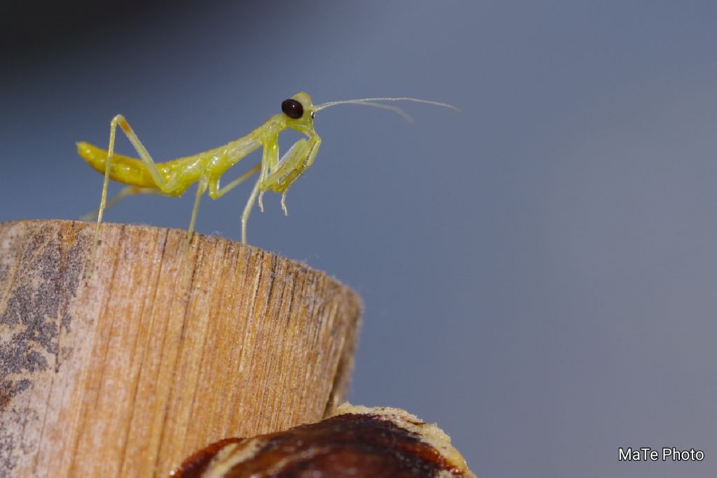 Hierodula patellifera, nuova generazione 2020