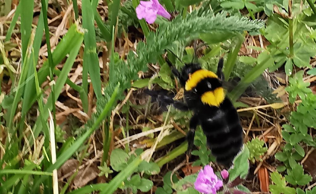 Apidae nero giallo: regina di Bombus argillaceus