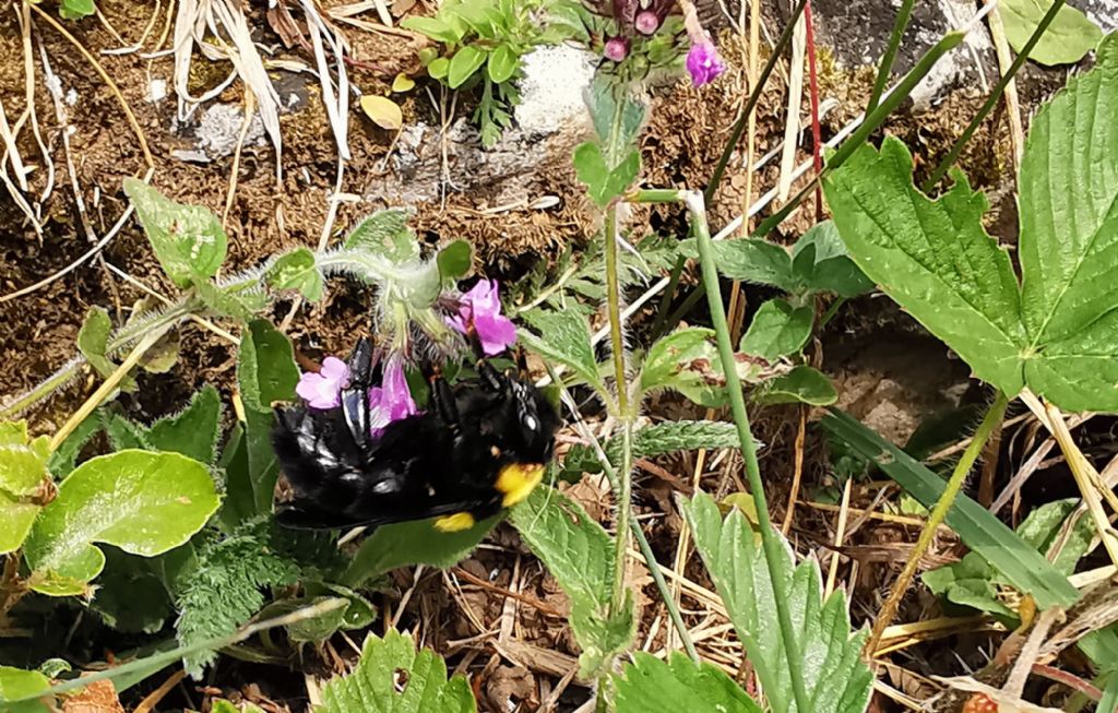 Apidae nero giallo: regina di Bombus argillaceus
