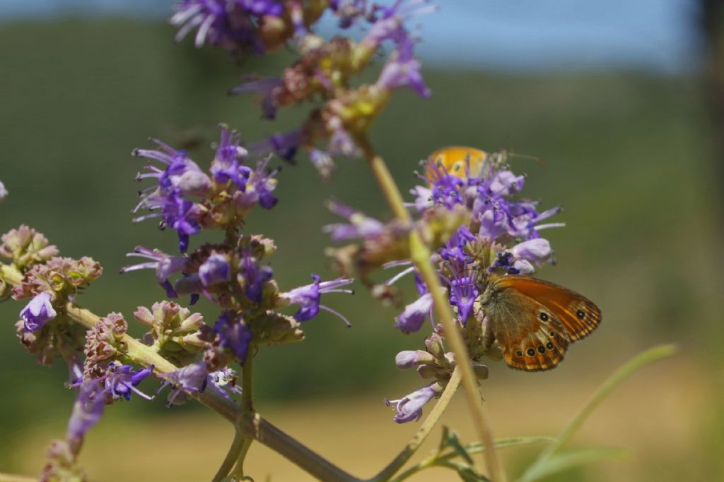 Coenonympha elbana?  S�