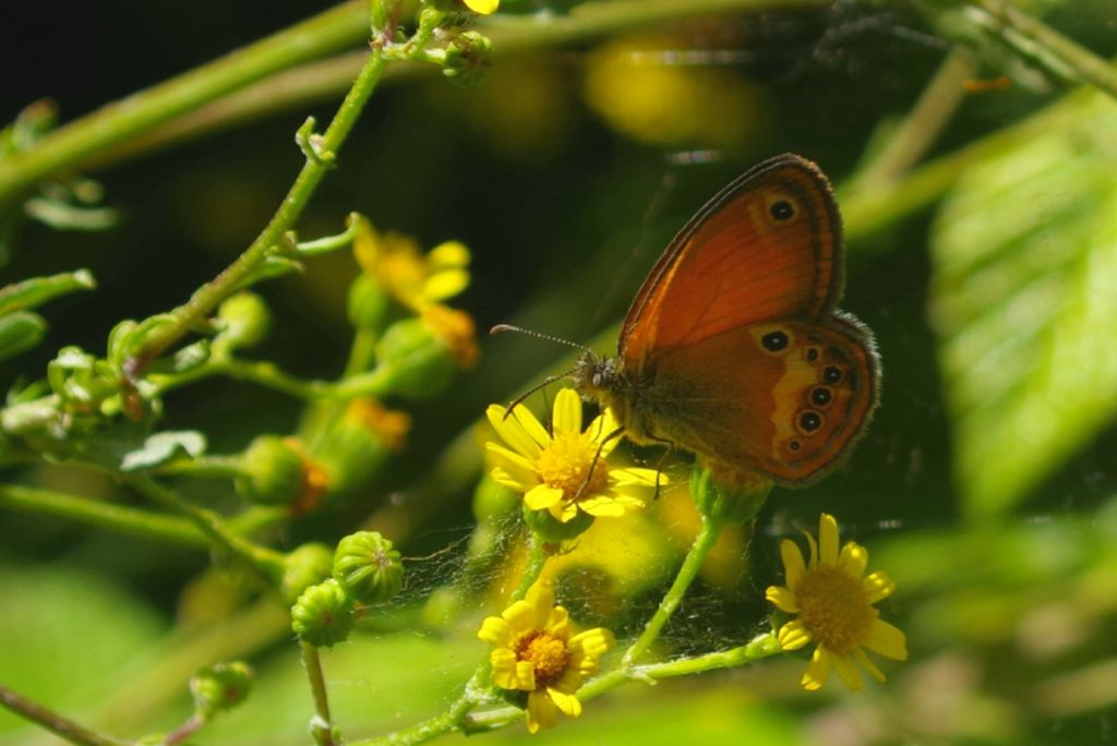 Coenonympha elbana?  S�