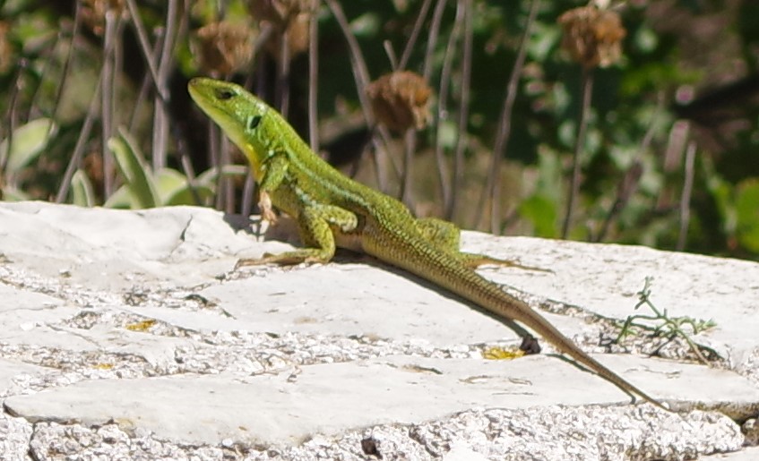 Lacerta bilineata o L. trilineata ?  Lacerta trilineata