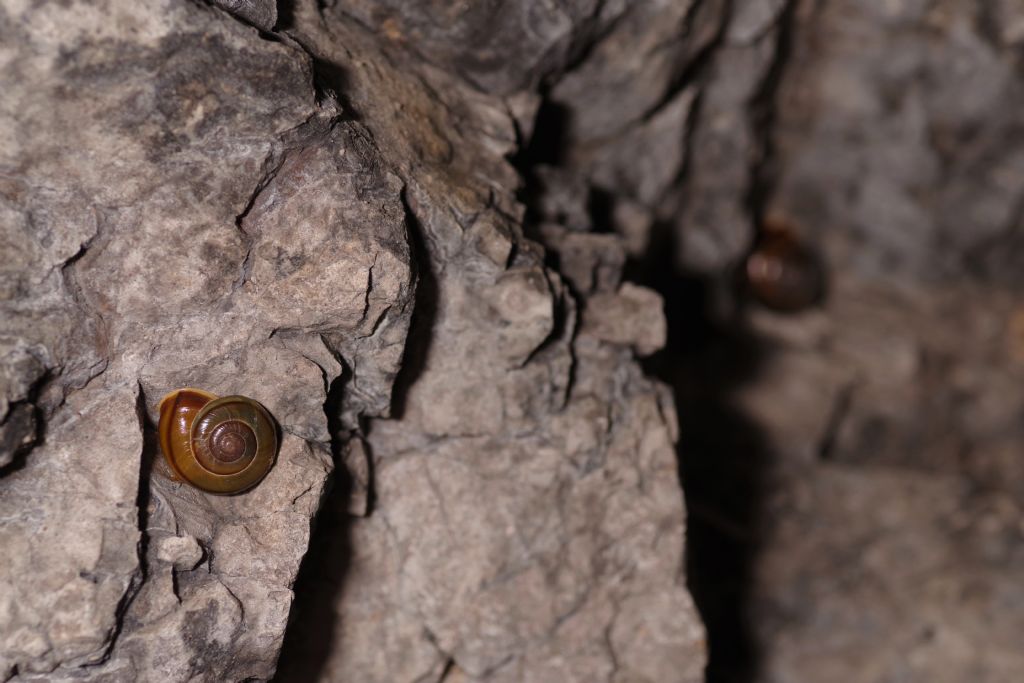 ID chiocciole in grotta