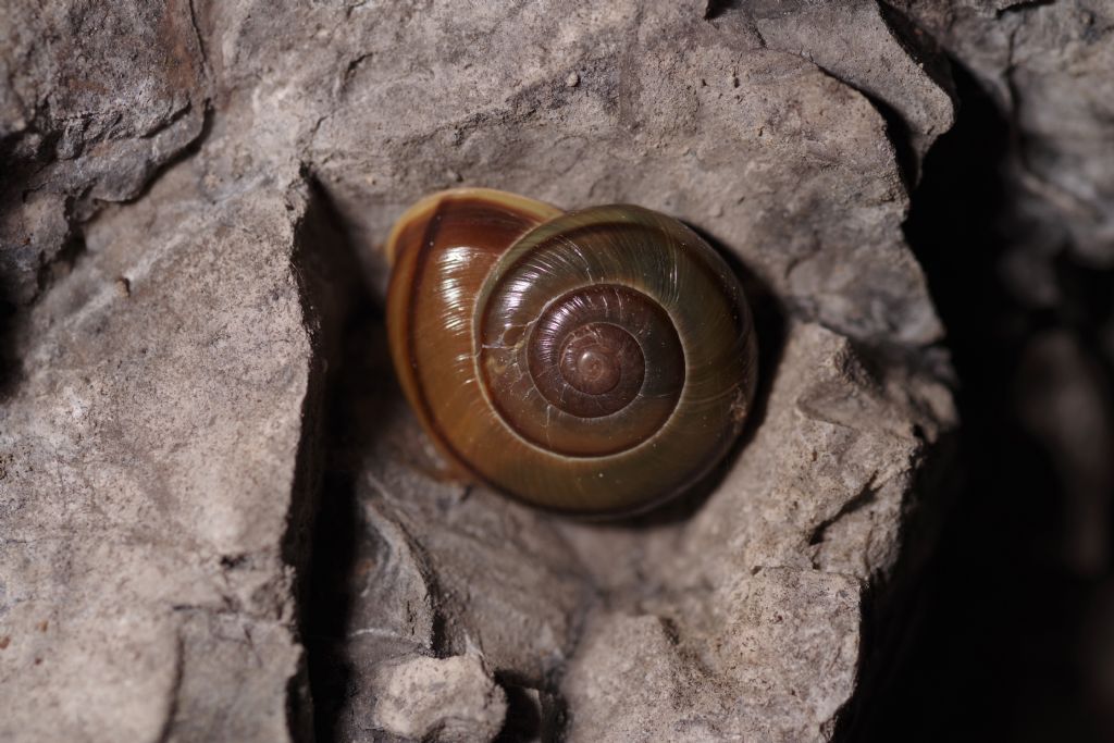 ID chiocciole in grotta