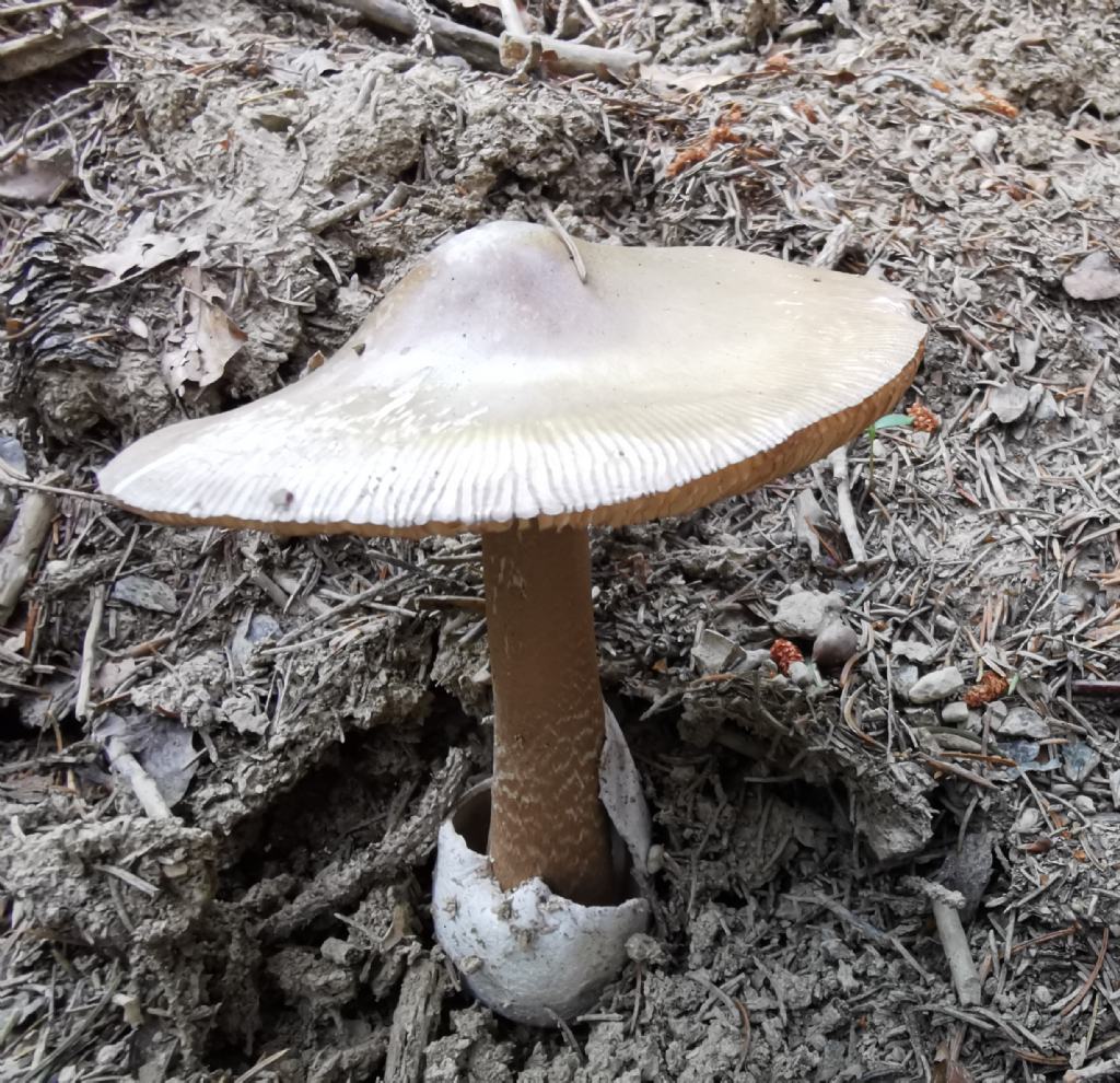 Amanita vaginata?