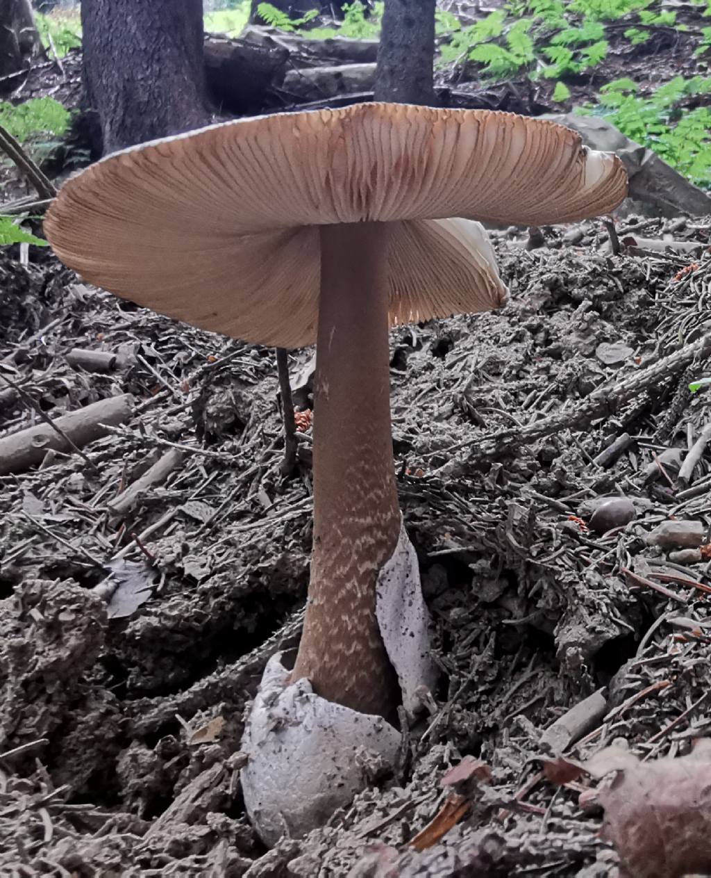Amanita vaginata?