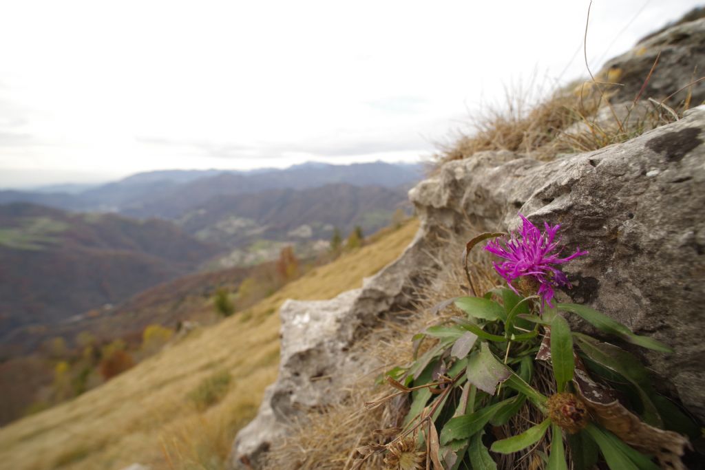 Centaurea uniflora?