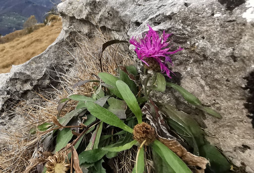 Centaurea uniflora?