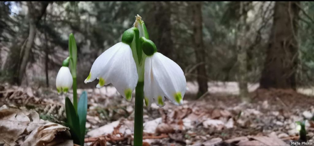 Leucojum vernum biflora