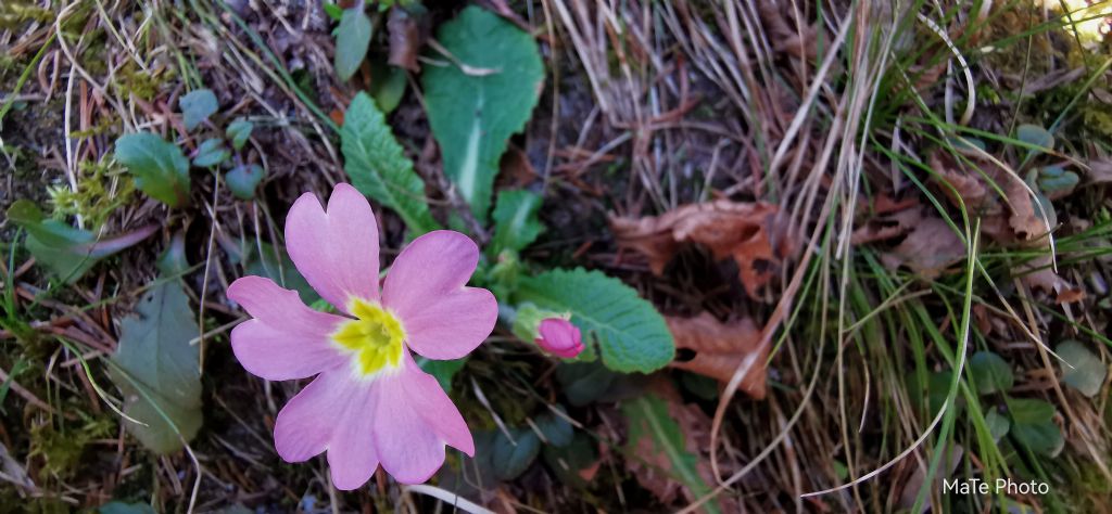 Primula vulgaris ssp rubra