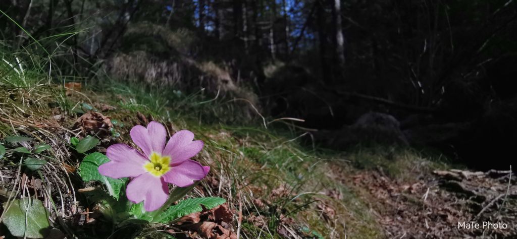 Primula vulgaris ssp rubra