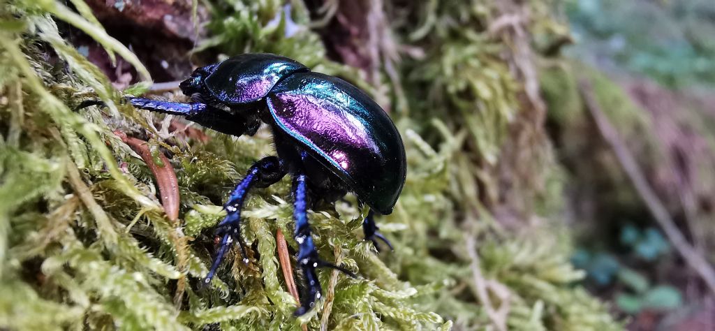 Geotrupidae: Trypocopris pyrenaeus splendens