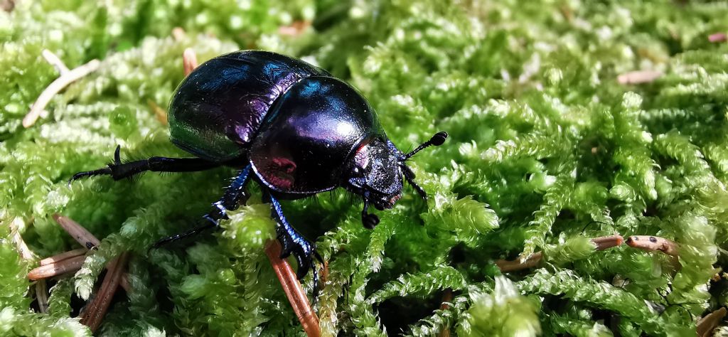 Geotrupidae: Trypocopris pyrenaeus splendens