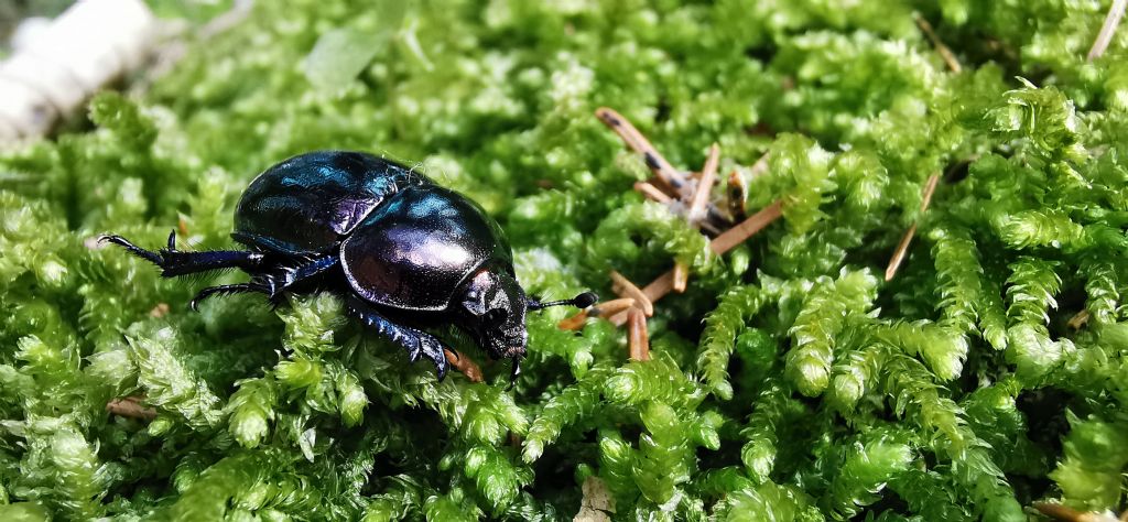 Geotrupidae: Trypocopris pyrenaeus splendens