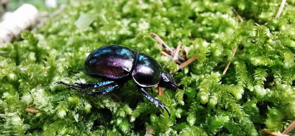 Geotrupidae: Trypocopris pyrenaeus splendens