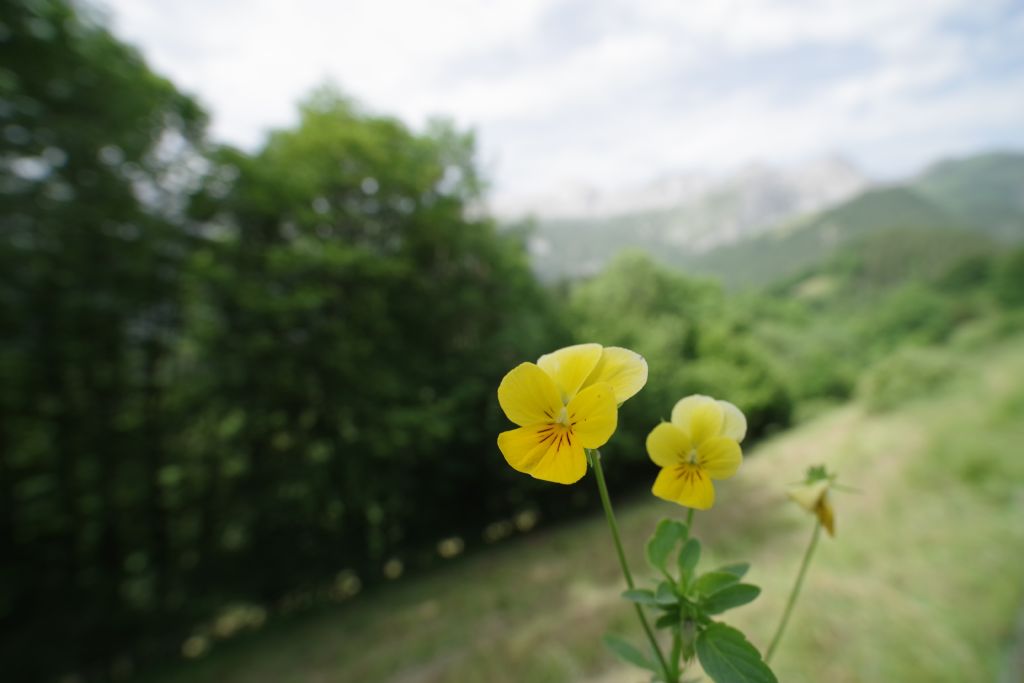 viola gialla
