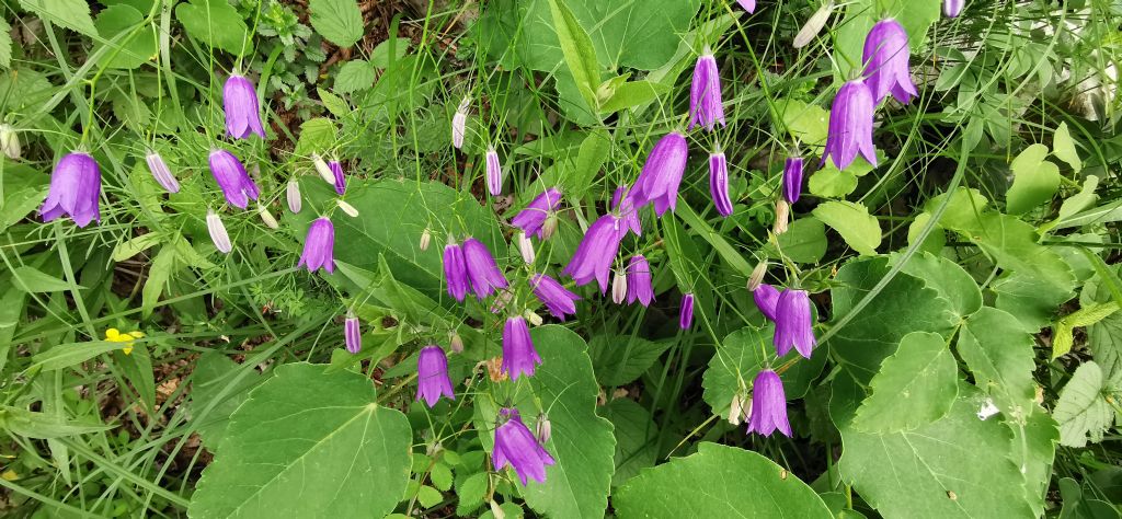 Campanula da determinare