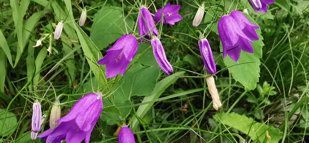 Campanula da determinare