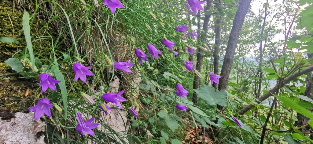 Campanula da determinare