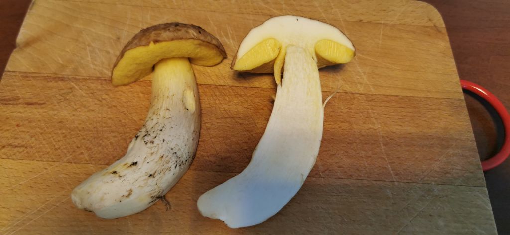 Hemileccinum depilatum?