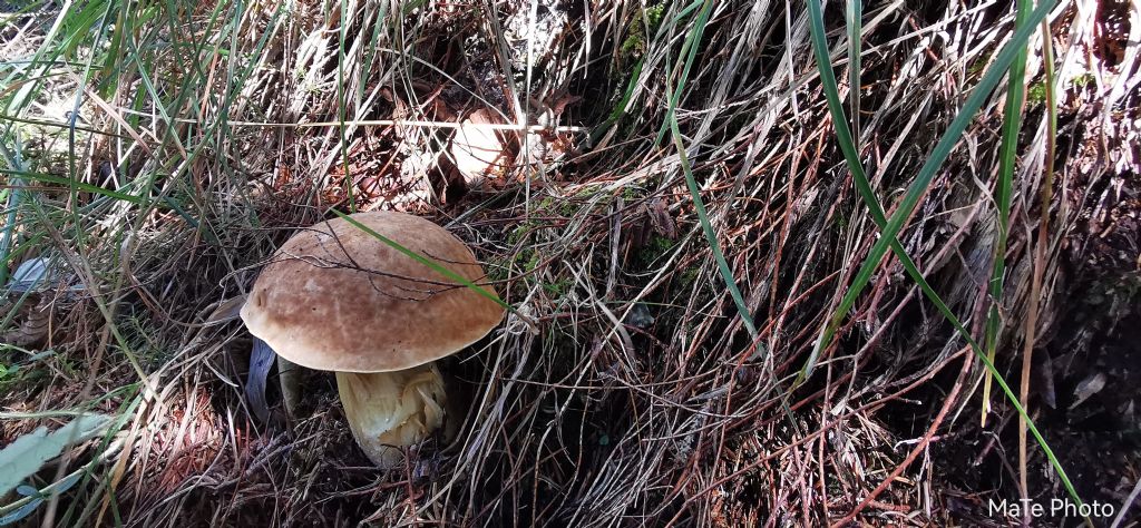 Hemileccinum depilatum?