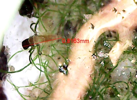 uova e larve di tricotteri? Uova e larve di Limnephilidae