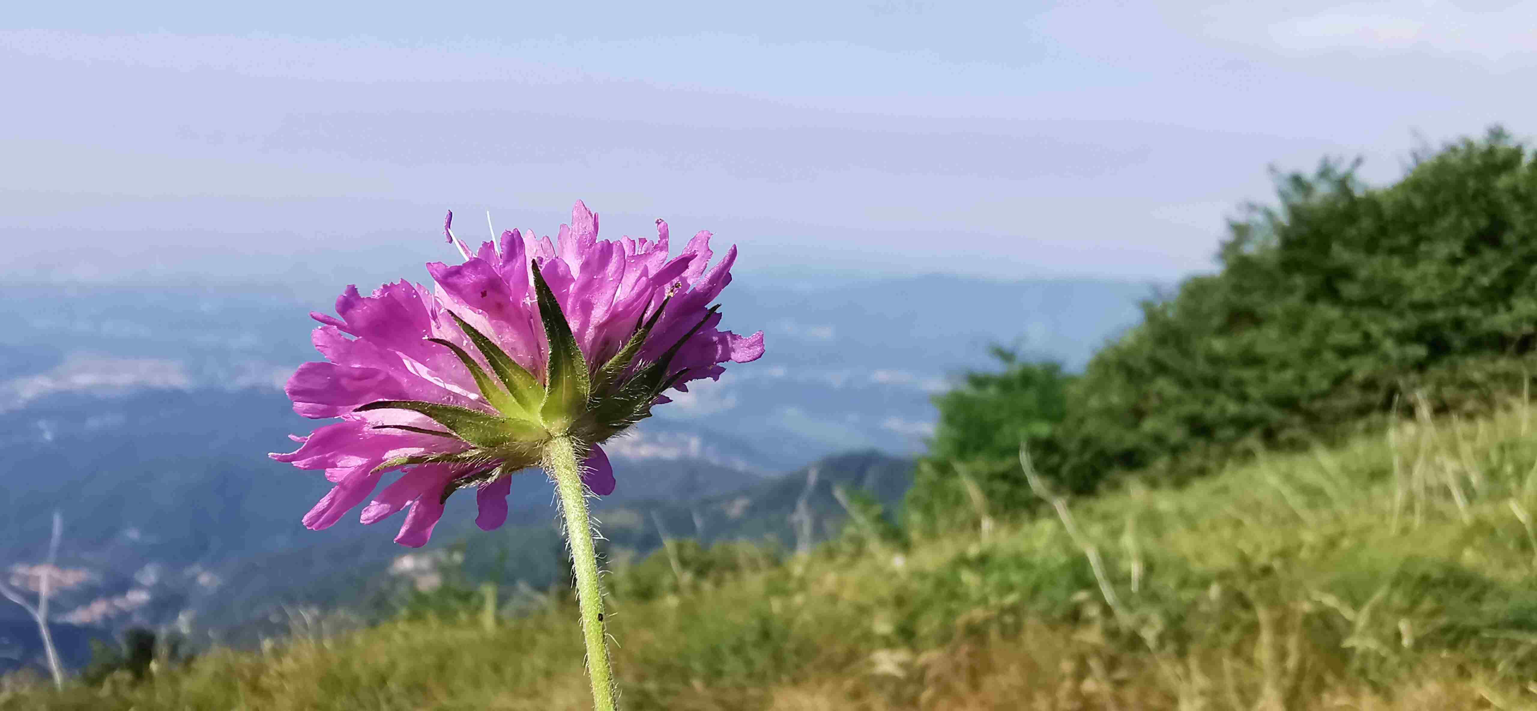 Knautia ma quale?