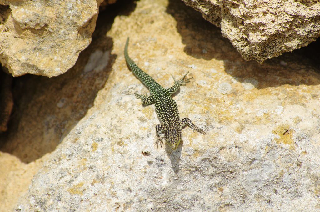 P. muralis?