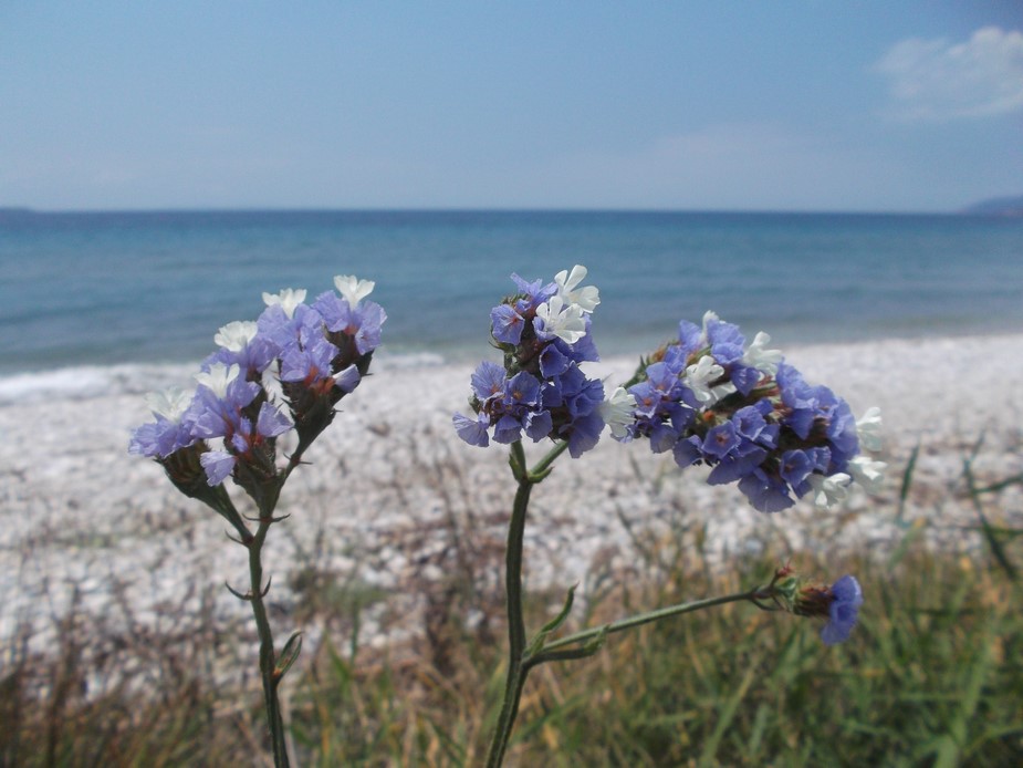 Limonium sinuatum / Limonio sinuato