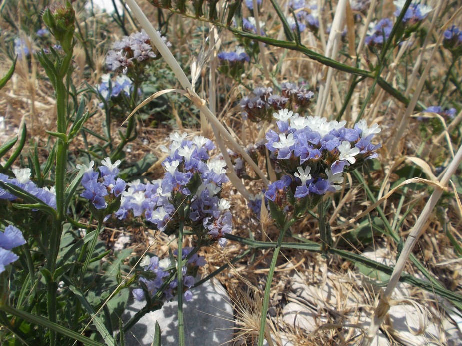 Limonium sinuatum / Limonio sinuato