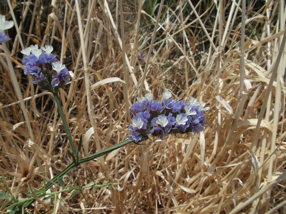 Limonium sinuatum / Limonio sinuato