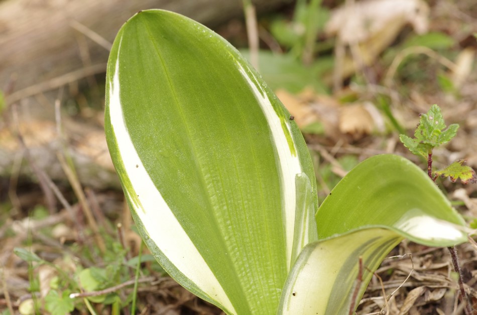orchidea che ci prova 2