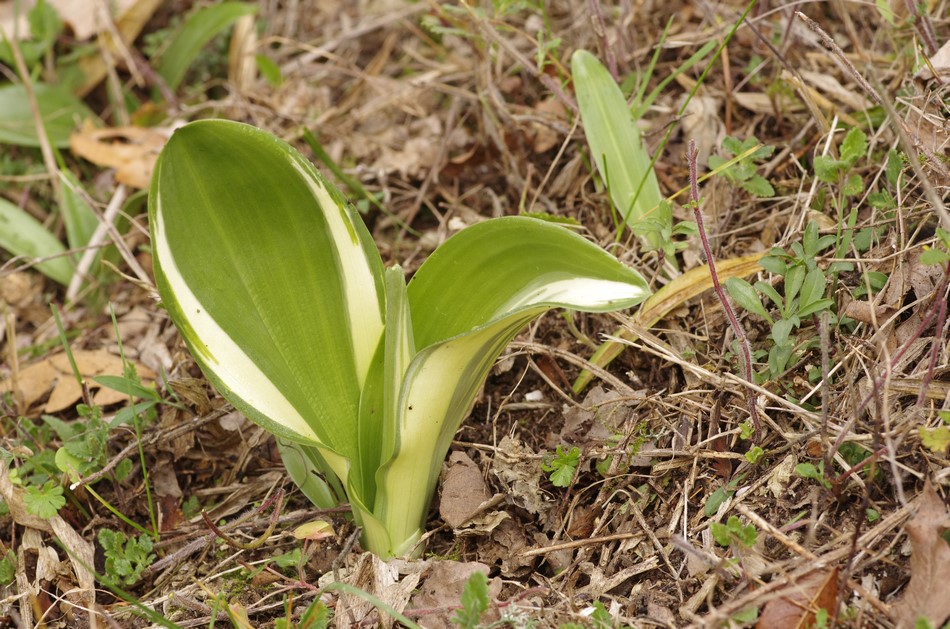 orchidea che ci prova 2