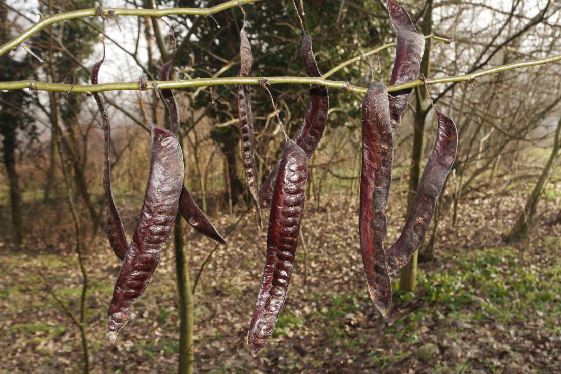 Gleditsia triacanthos / Spino di Giuda