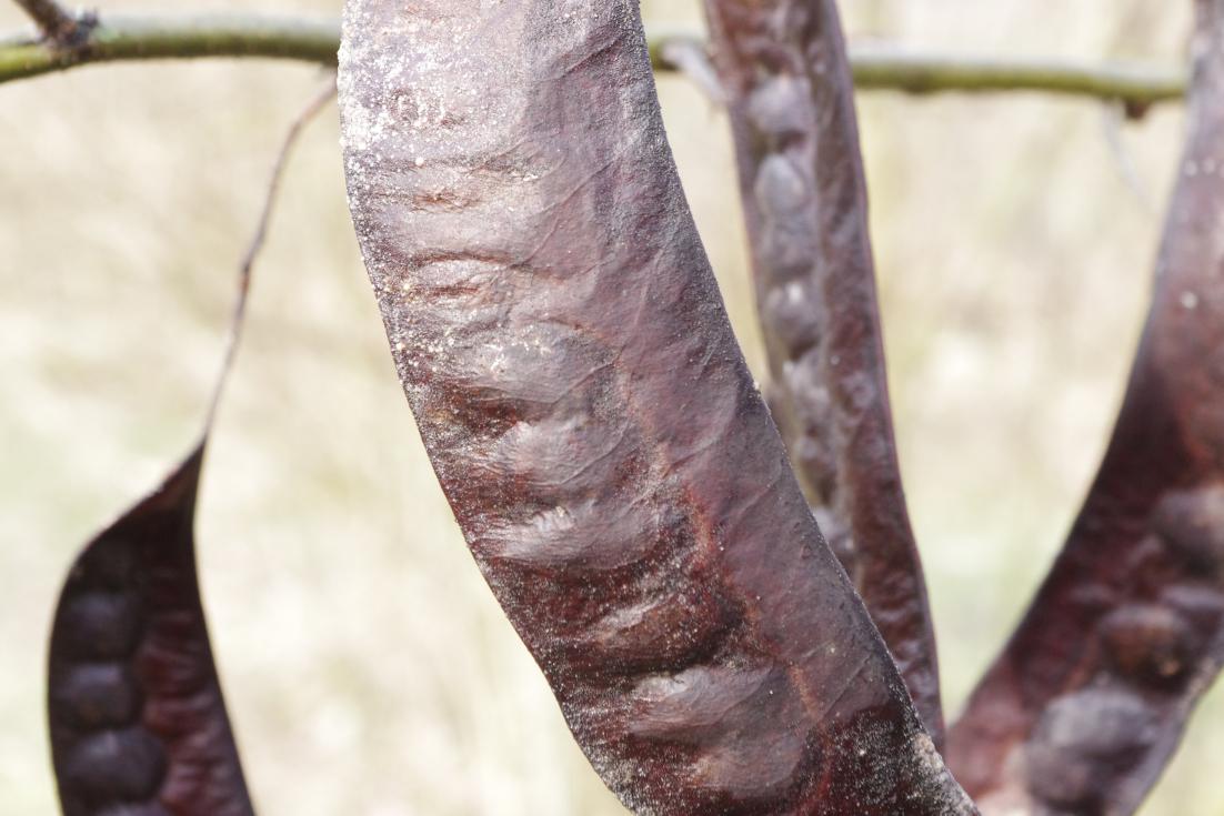Gleditsia triacanthos / Spino di Giuda