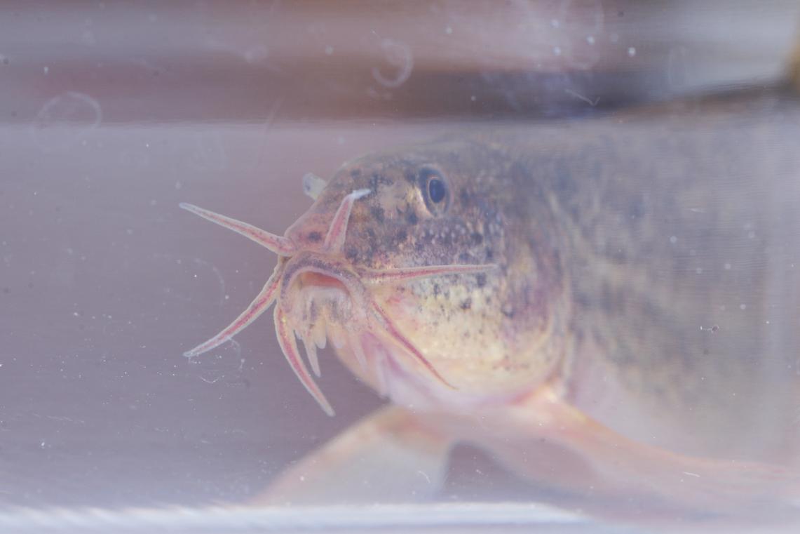 Misgurnus anguillicaudatus
