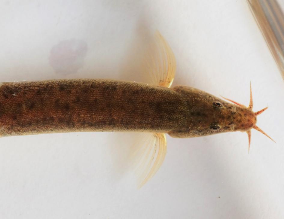 Misgurnus anguillicaudatus