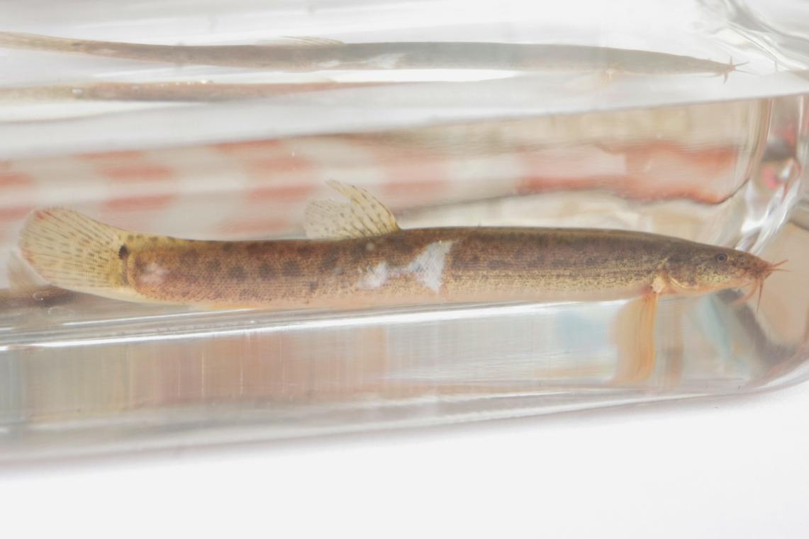 Misgurnus anguillicaudatus