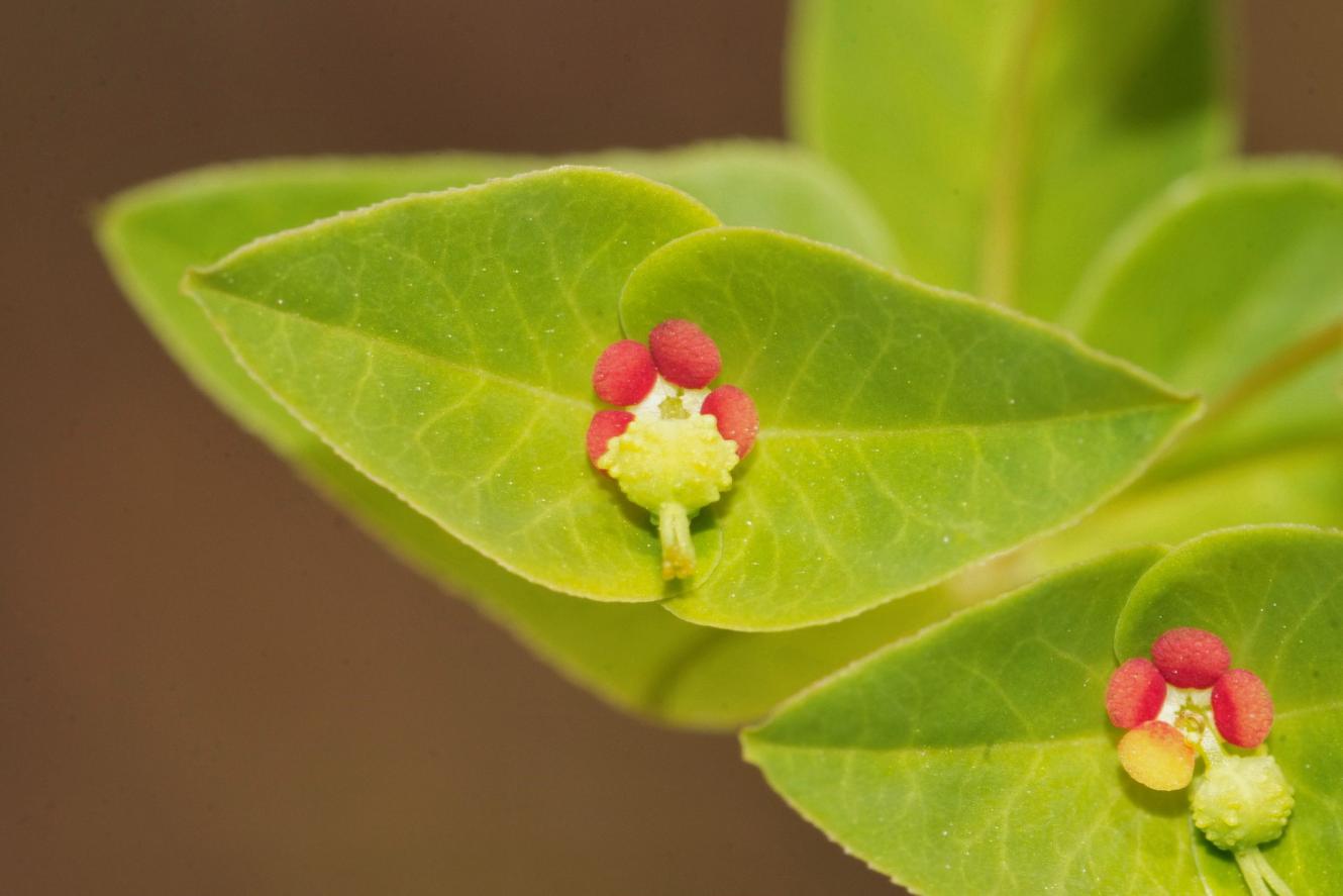 Euphorbia dulcis / Euforbia bitorzoluta