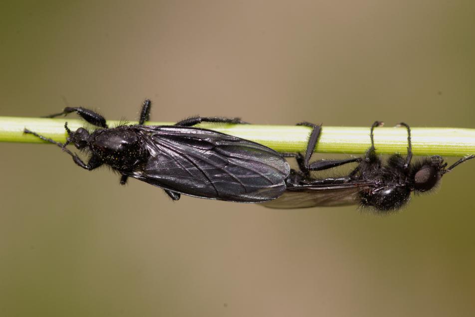 Coppia di Bibio marci (Bibionidae)