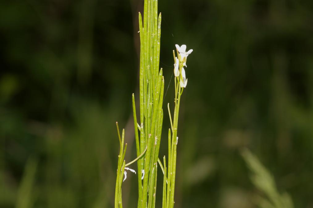 Arabis sp.